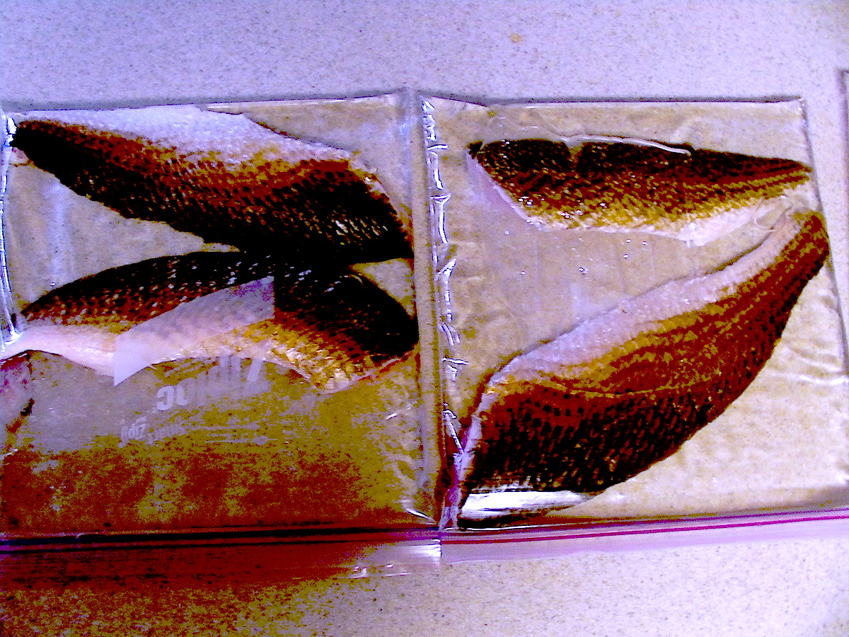 How I Like to Freeze My Fish Fillets - Louisiana Fishing Blog