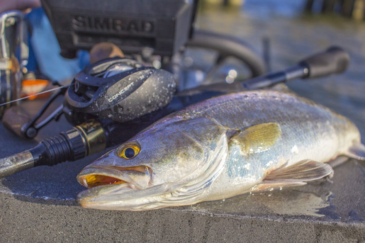 Devin's Ultimate Guide to Jigging Speckled Trout in Louisiana