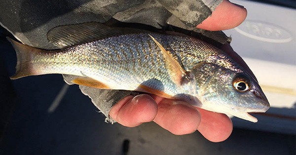 How To Rig Live Croaker To Catch Wall Hanger Speckled Trout