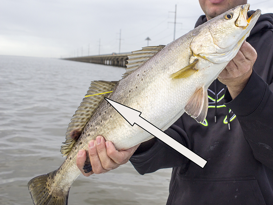 What is That Yellow Tag? - Louisiana Fishing Blog