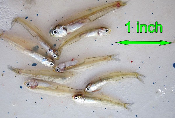 Best Lures For Dock Light Speckled Trout - Louisiana Fishing Blog