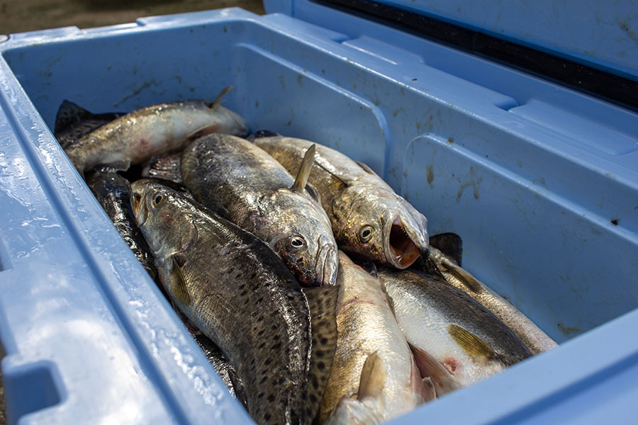 box of winter speckled trout