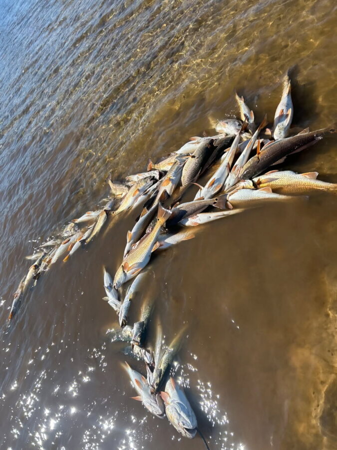 dead redfish breton island