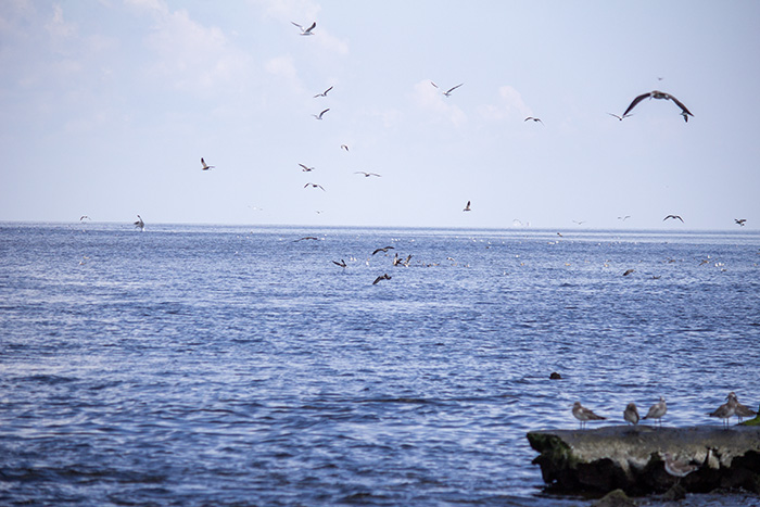 diving birds martello castle