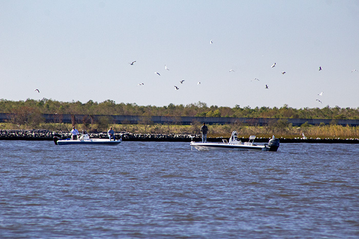 diving birds speckled trout martello castle in lake borgne