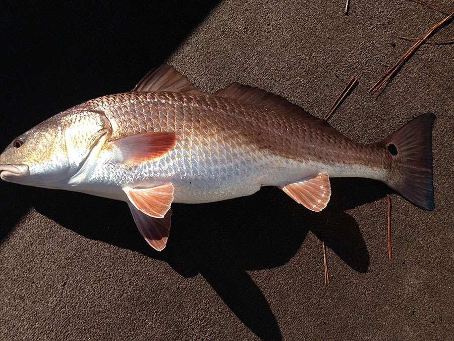 Fishing Line - Redfish & trout - The Hull Truth - Boating and