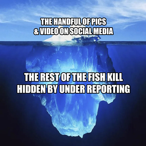 gulf coast blizzard fish kill iceberg meme 500