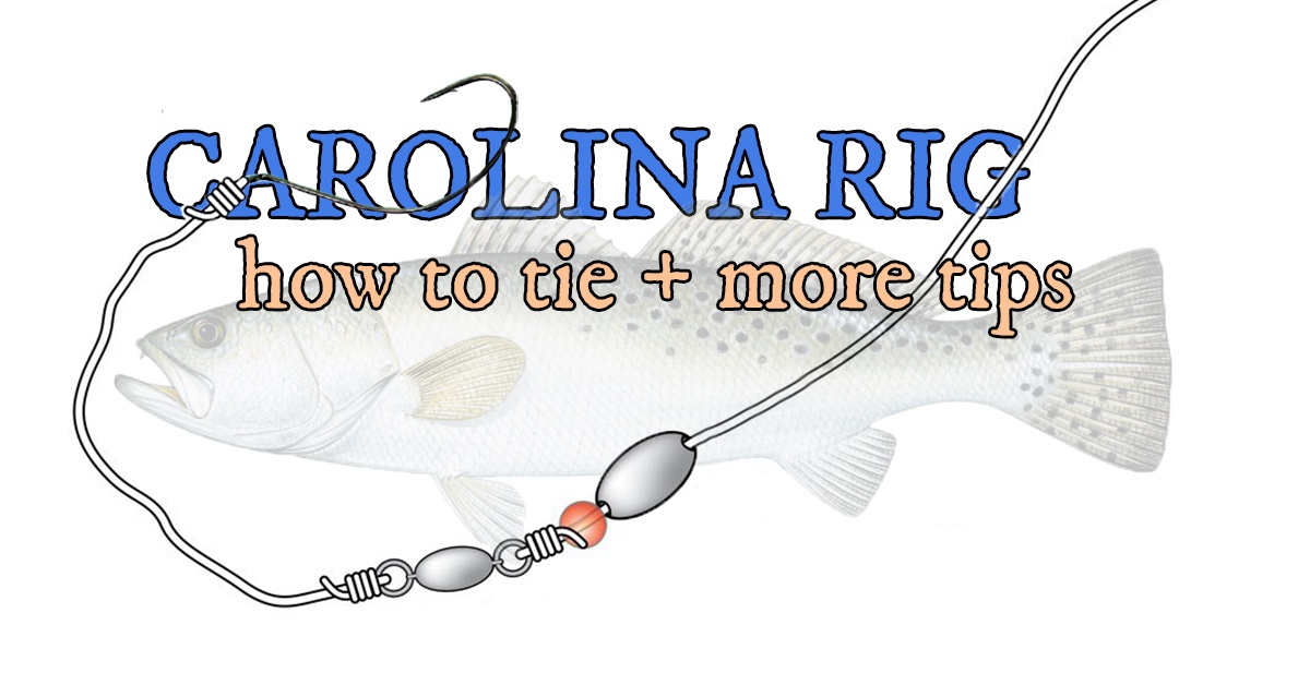 Carolina Rig  Surf fishing rigs, Fishing rigs, Surf fishing tips