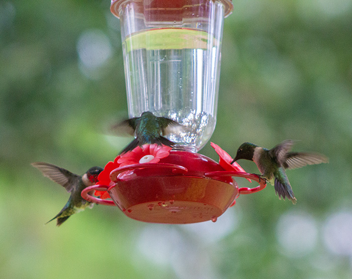 hummingbirds feeding