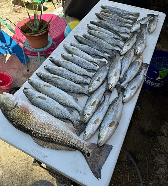 breton sound limit of speckled trout