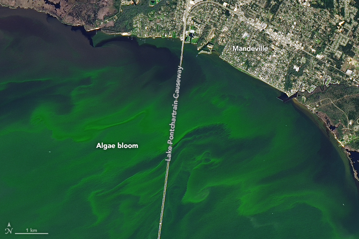 lake pontchartrain algae bloom