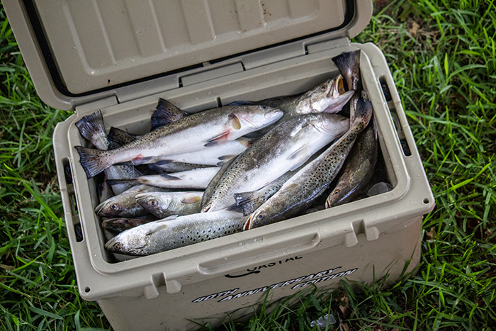 limit of speckled trout louisiana