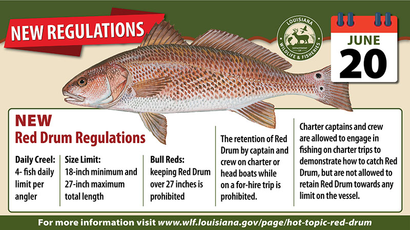 new redfish creel limit louisiana red drum Sciaenops ocellatus