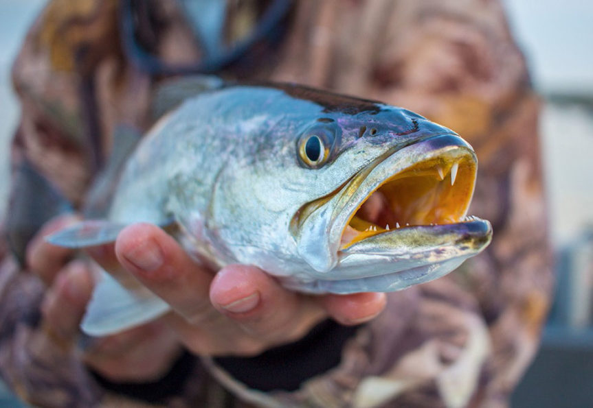 Ultimate Speckled Trout Fact Sheet (Updated 2022)