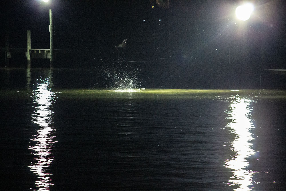 speckled trout under dock lights