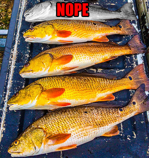 what is the new redfish creel limit for louisiana